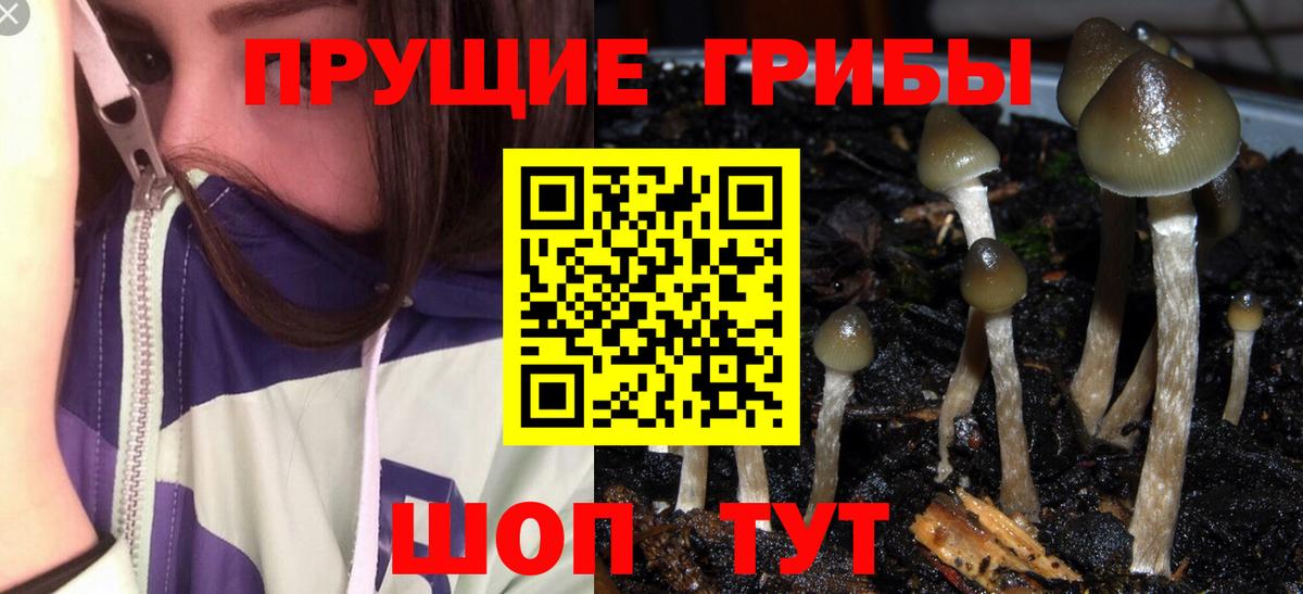Галлюциногенные грибы Cubensis  Вход с VPN  Нижний Тагил 